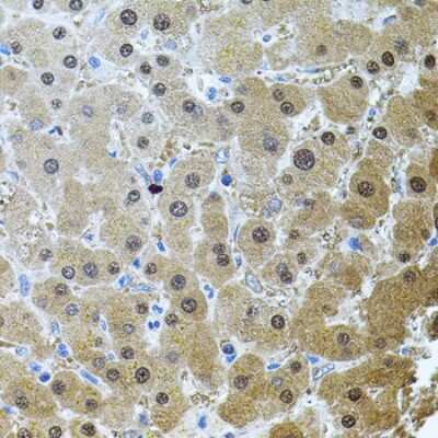 Immunohistochemistry-Paraffin RNF166 Antibody - BSA Free