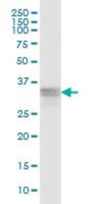 Western Blot: RNF166 Antibody [H00115992-B01P] - Analysis of RNF166 expression in Raw 264.7.