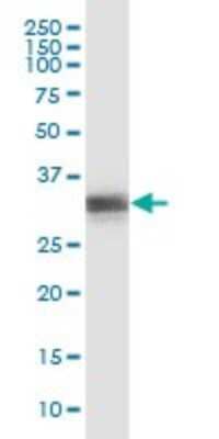 Western Blot: RNF166 Antibody [H00115992-B01P] - Analysis of RNF166 expression in MCF-7.