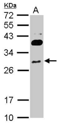 Western Blot RNF166 Antibody