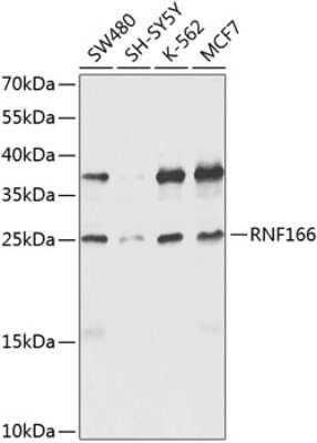 Western Blot RNF166 Antibody - BSA Free