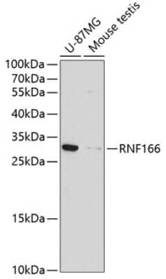 Western Blot: RNF166 Antibody [NBP3-04262] - Analysis of extracts of various cell lines, using RNF166 antibody at 1:1000 dilution. Secondary antibody: HRP Goat Anti-Rabbit IgG (H+L) at 1:10000 dilution. Lysates/proteins: 25ug per lane. Blocking buffer: 3% nonfat dry milk in TBST. Detection: ECL Basi