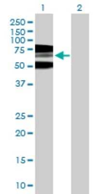 Western Blot: RNF168 Antibody [H00165918-B01P] - Analysis of RNF168 expression in transfected 293T cell line by RNF168 polyclonal antibody.  Lane 1: RNF168 transfected lysate(62.81 KDa). Lane 2: Non-transfected lysate.