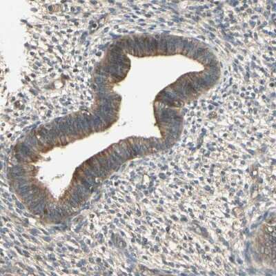 Immunohistochemistry-Paraffin: RNF180 Antibody [NBP1-86127] - Staining of human endometrium shows weak membranous positivity in glandular cells.