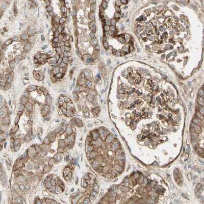 Immunohistochemistry-Paraffin: RNF180 Antibody [NBP1-86127] - Staining of human kidney shows weak to moderate membranous positivity.