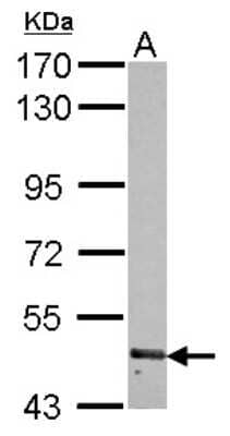 Western Blot: RNF180 Antibody [NBP2-20179] - Sample (30 ug of whole cell lysate) A: 293T 7. 5% SDS PAGE gel, diluted at 1:1000.