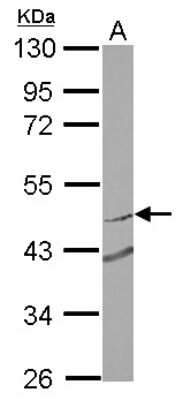 Western Blot: RNF180 Antibody [NBP2-20180] - Sample (30 ug of whole cell lysate) A: MCF-7 10% SDS PAGE gel, diluted at 1:2000.