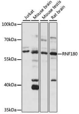 Western Blot RNF180 Antibody - Azide and BSA Free