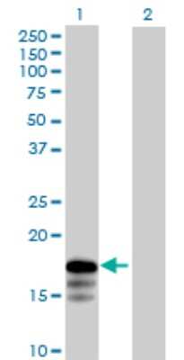 Western Blot: RNF181 Antibody [H00051255-B01P] - Analysis of RNF181 expression in transfected 293T cell line by RNF181 polyclonal antibody.  Lane 1: RNF181 transfected lysate(16.83 KDa). Lane 2: Non-transfected lysate.
