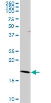 Western Blot RNF181 Antibody - Azide and BSA Free