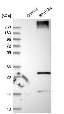 Western Blot: RNF182 Antibody [NBP1-82707] - Analysis in control (vector only transfected HEK293T lysate) and RNF182 over-expression lysate (Co-expressed with a C-terminal myc-DDK tag (3.1 kDa) in mammalian HEK293T cells).