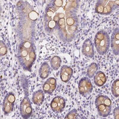 Immunohistochemistry-Paraffin: RNF186 Antibody [NBP1-83667] - Staining of human duodenum shows moderate cytoplasmic positivity in goblet cells.