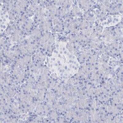 Immunohistochemistry-Paraffin: RNF186 Antibody [NBP2-38256] - Staining of human pancreas shows low expression as expected.