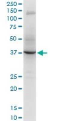Western Blot: RNF2 Antibody (2B6) [H00006045-M05] - Analysis of RNF2 expression in PC-12 (Cat # L012V1).