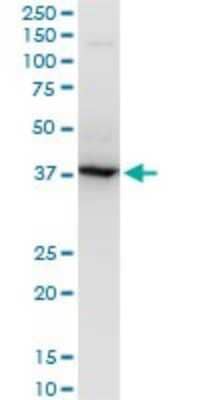 Western Blot: RNF2 Antibody (2B6) [H00006045-M05] - Analysis of RNF2 expression in Raw 264.7 (Cat # L024V1).