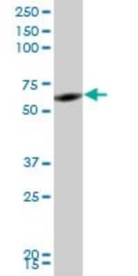 Western Blot: RNF2 Antibody (2B6) [H00006045-M05] - Analysis of RNF2 expression in human placenta.