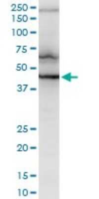Western Blot: RNF2 Antibody (3B8) [H00006045-M08] - Analysis of RNF2 expression in PC-12 (Cat # L012V1).