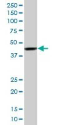 Western Blot: RNF2 Antibody (3B8) [H00006045-M08] - Analysis of RNF2 expression in Hela S3 NE (Cat # L013V3).