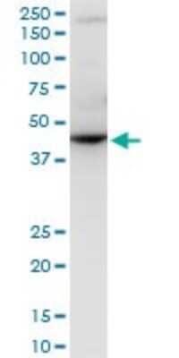 Western Blot: RNF2 Antibody (3B8) [H00006045-M08] - Analysis of RNF2 expression in Raw 264.7 (Cat # L024V1).