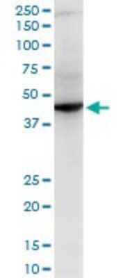 Western Blot: RNF2 Antibody (3B8) [H00006045-M08] - Analysis of RNF2 expression in NIH/3T3 (Cat # L018V1).