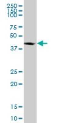 Western Blot: RNF2 Antibody (3B8) [H00006045-M08] - Analysis of RNF2 expression in human placenta.