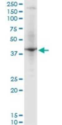 Western Blot: RNF2 Antibody (3G6) [H00006045-M03] - Analysis of RNF2 expression in PC-12 (Cat # L012V1).