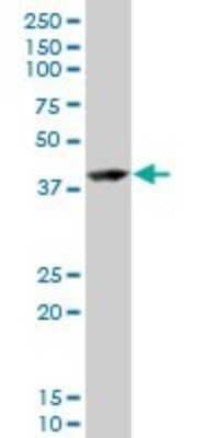 Western Blot: RNF2 Antibody (3G6) [H00006045-M03] - Analysis of RNF2 expression in Hela S3 NE (Cat # L013V3).