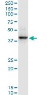 Western Blot: RNF2 Antibody (3G6) [H00006045-M03] - Analysis of RNF2 expression in Raw 264.7 (Cat # L024V1).