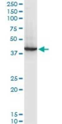 Western Blot: RNF2 Antibody (3G6) [H00006045-M03] - Analysis of RNF2 expression in NIH/3T3 (Cat # L018V1).