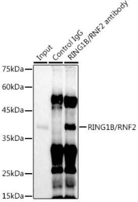 Immunoprecipitation: RNF2 Antibody (9Q2W2) [NBP3-16222] - Immunoprecipitation analysis of 300ug extracts of U-937 cells using 3ug RNF2 antibody (NBP3-16222). Western blot was performed from the immunoprecipitate using RNF2 antibody (NBP3-16222) at a dilition of 1:500.