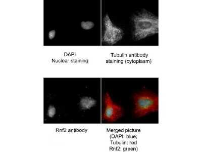Immunocytochemistry/Immunofluorescence: RNF2 Antibody [NBP1-77826] - Tissue: human HeLa cells. Fixation: methanol and blocked with 0.2% fish scale gelatin for 1 hour at 25C. Antigen retrieval: not required. Primary antibody: RING1B antibody at 1:300 for 20 minutes at 25C. Secondary antibody: Alexa Fluor488-conjugated Donkey anti-goat IgG secondary antibody at 1:500 for 45 min at RT. Localization: RING1B is nuclear and occasionally cytoplasmic. Staining: RING1B (RNF2) as green signal, Tubulin cytoplasm staining red, and DAPI (blue) nuclear counterstain.