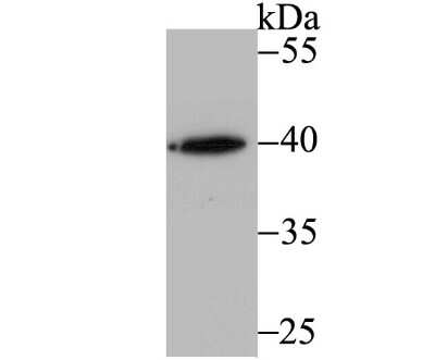 Western Blot: RNF2 Antibody (JB38-41) [NBP2-75647] - Analysis of RING2 on k562 cell using anti-RING2 antibody at 1/500 dilution.