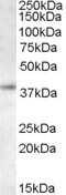 Western Blot: RNF2 Antibody [NB300-833] - Staining of K562 lysate (RIPA buffer, 35 ug total protein per lane). Antibody at 0.5 ug/mL. Primary incubation for 1 hour. Detected by Western blot using chemiluminescence.