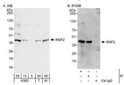 Western Blot RNF2 Antibody