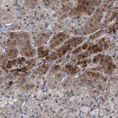 Immunohistochemistry-Paraffin: RNF208 Antibody [NBP1-90501] - Staining of human adrenal gland shows strong cytoplasmic positivity in a subset of cortical cells.