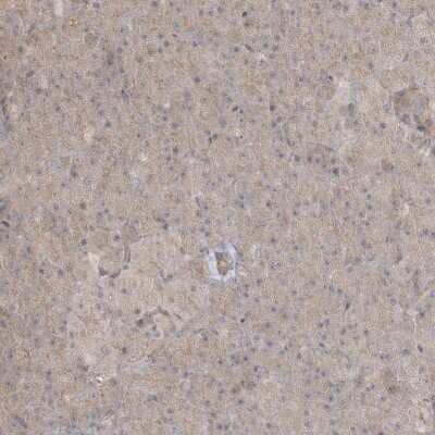 Immunohistochemistry-Paraffin: RNF219 Antibody [NBP1-88401] - Staining of human pancreas shows low expression as expected.