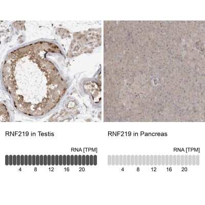 Immunohistochemistry-Paraffin: RNF219 Antibody [NBP1-88401] - Staining in human testis and pancreas tissues using anti-RNF219 antibody. Corresponding RNF219 RNA-seq data are presented for the same tissues.