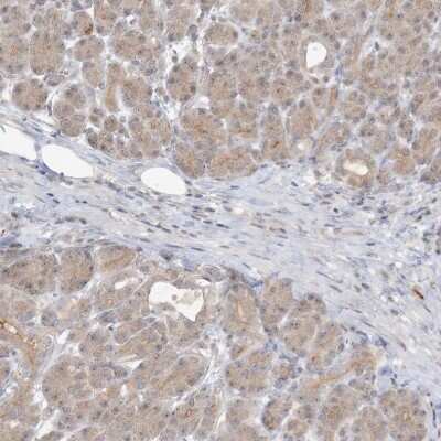 Immunohistochemistry-Paraffin: RNF219 Antibody [NBP2-33979] - Staining of human pancreas shows low expression as expected.
