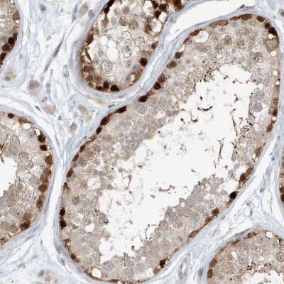 Immunohistochemistry-Paraffin: RNF219 Antibody [NBP2-33979] - Staining of human testis shows high expression.
