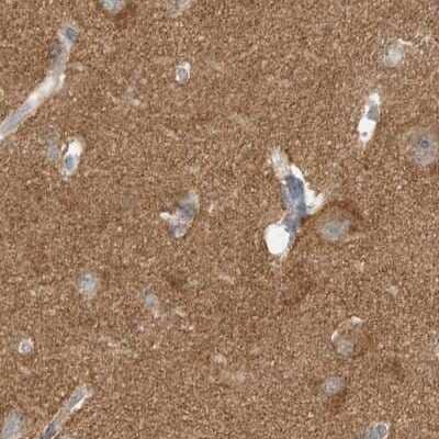Immunohistochemistry-Paraffin: RNF219 Antibody [NBP2-33979] - Staining of human cerebral cortex.