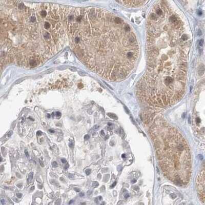 Immunohistochemistry-Paraffin: RNF219 Antibody [NBP2-33979] - Staining of human kidney.