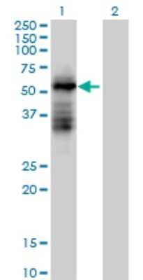 Western Blot: RNF23 Antibody [H00056658-B02P] - Analysis of TRIM39 expression in transfected 293T cell line by TRIM39 polyclonal antibody.  Lane 1: TRIM39 transfected lysate(53.68 KDa). Lane 2: Non-transfected lysate.