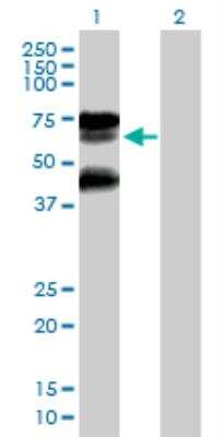 Western Blot: RNF25 Antibody [H00064320-B01P] - analysis of RNF25 expression in transfected 293T cell line by RNF25 MaxPab polyclonal antibody. Lane 1: RNF25 transfected lysate (50.49 KDa). Lane 2: Non-transfected lysate.