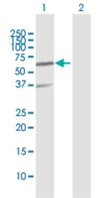 Western Blot: RNF25 Antibody [H00064320-D01P] - Analysis of RNF25 expression in transfected 293T cell line by RNF25 polyclonal antibody.Lane 1: RNF25 transfected lysate(51.20 KDa).Lane 2: Non-transfected lysate.