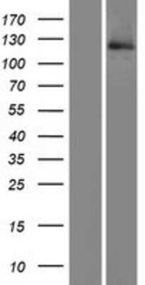 Western Blot HOIP/RNF31 Overexpression Lysate