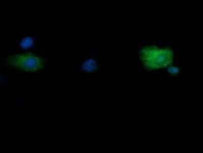 Immunocytochemistry/Immunofluorescence: RNF39 Antibody (OTI5E10) - Azide and BSA Free [NBP2-73927] - Analysis of COS7 cells transiently transfected by pCMV6-ENTRY RNF39.