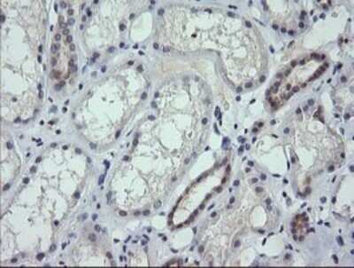 Immunohistochemistry: RNF39 Antibody (OTI5E10) - Azide and BSA Free [NBP2-73927] - Analysis of Human Kidney tissue. (Heat-induced epitope retrieval by 10mM citric buffer, pH6.0, 120C for 3min)