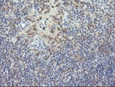 Immunohistochemistry: RNF39 Antibody (OTI5E10) - Azide and BSA Free [NBP2-73927] - Analysis of Human tonsil tissue. (Heat-induced epitope retrieval by 10mM citric buffer, pH6.0, 120C for 3min)
