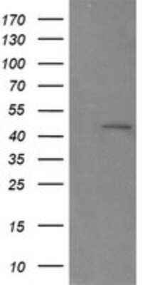 Western Blot RNF39 Antibody (OTI5E10) - Azide and BSA Free