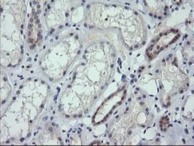 Immunohistochemistry: RNF39 Antibody (OTI5E10) [NBP2-45962] - Analysis of Human Kidney tissue. (Heat-induced epitope retrieval by 10mM citric buffer, pH6.0, 120C for 3min)
